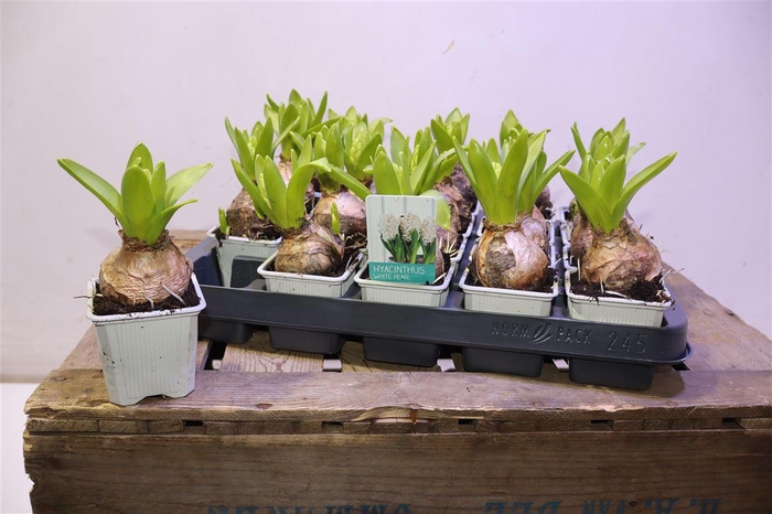 <h4>arr8 Hyacin White Pearl</h4>