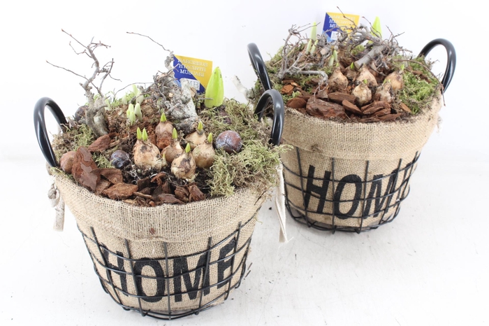 <h4>arr4 Bollenmix MB - Jute/gaas mand home kl. x3</h4>