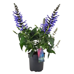 Salvia Salgoon Lake Como blauw