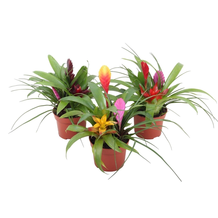 <h4>Toef 12cm Bromini mix</h4>