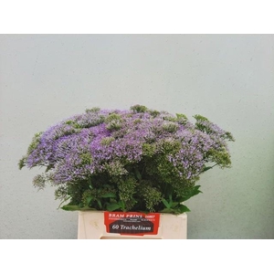 Trach Bl Lake Michig