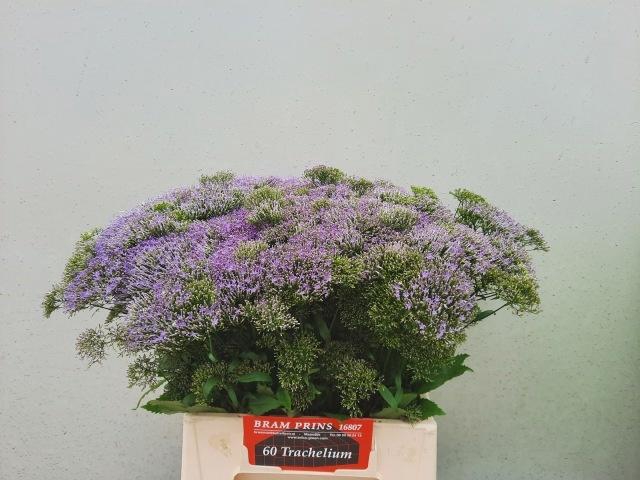 <h4>Trach Bl Lake Michig</h4>