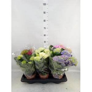 Hydrangea mac.   ...mix