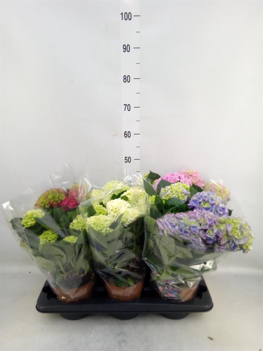 <h4>Hydrangea mac.   ...mix</h4>