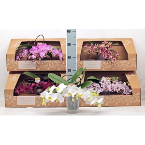 PHAL GEM