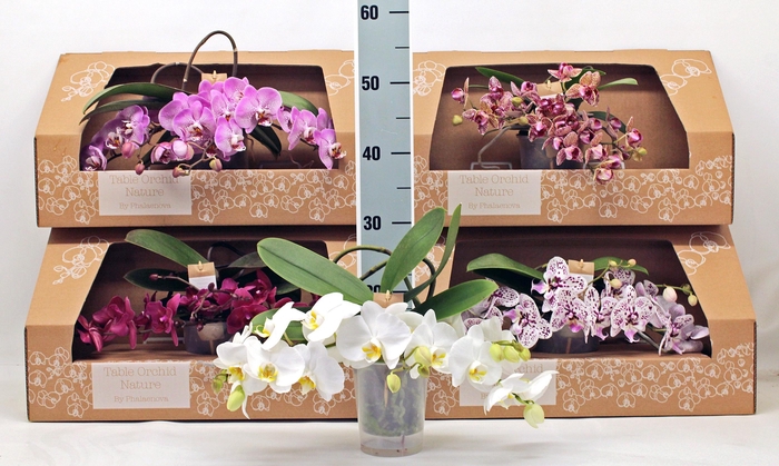 <h4>PHAL GEM</h4>
