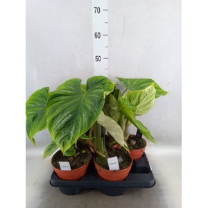 Philodendron   ...