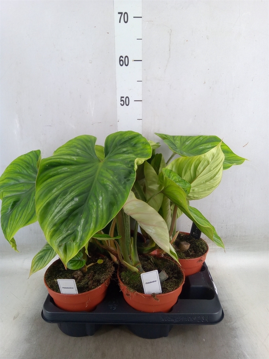 <h4>Philodendron   ...</h4>