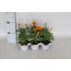 Sixpack 1 jarigen uit zaad Tagetes Geel