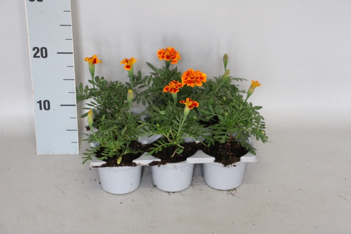Sixpack 1 jarigen uit zaad Tagetes Geel
