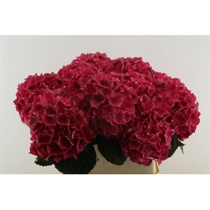Hydr M Lava Red 80-21