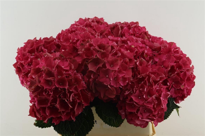 <h4>Hydr M Lava Red 80-21</h4>