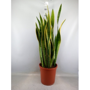 Sansevieria trifa. 'Laurentii'