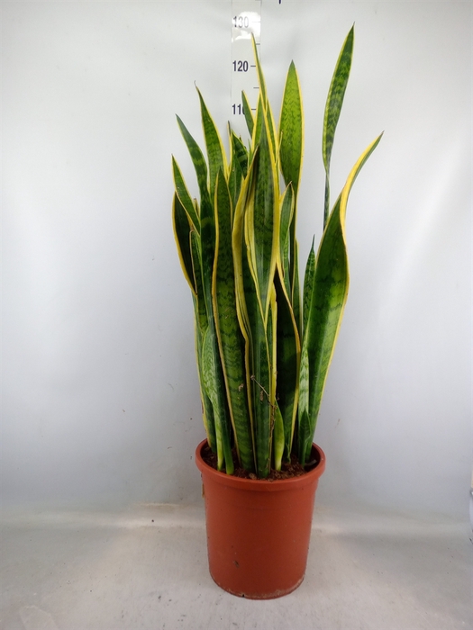 <h4>Sansevieria trifa. 'Laurentii'</h4>