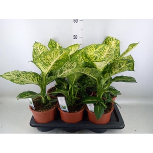 Dieffenbachia  'Mars'