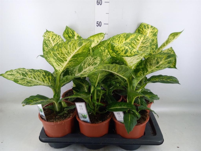 <h4>Dieffenbachia  'Mars'</h4>