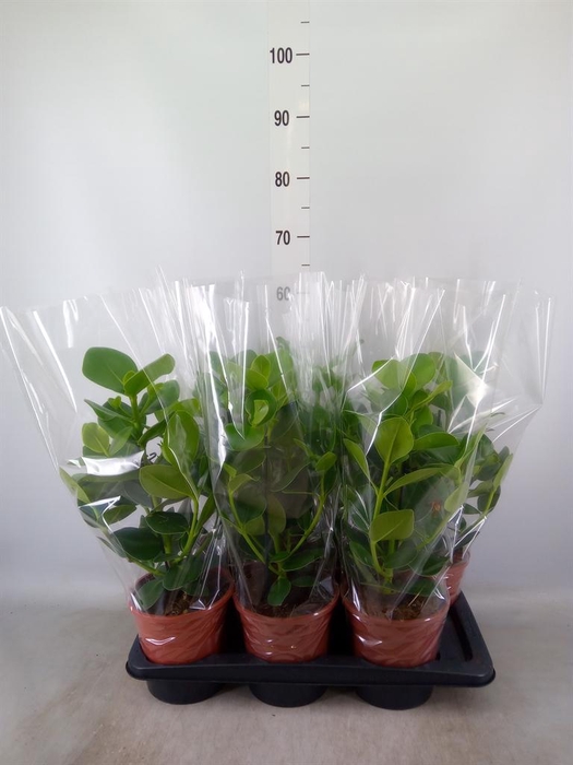 <h4>Clusia rosea 'Princess'</h4>