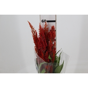CELOSIA PLUMOSA 060 CM LARANJA