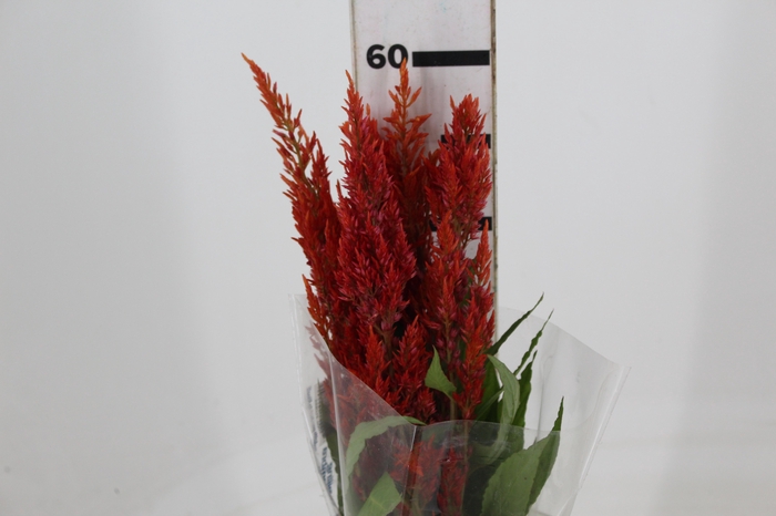 CELOSIA PLUMOSA 060 CM LARANJA