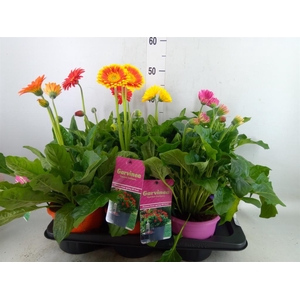 Gerbera  'Garvinea'   ...mix