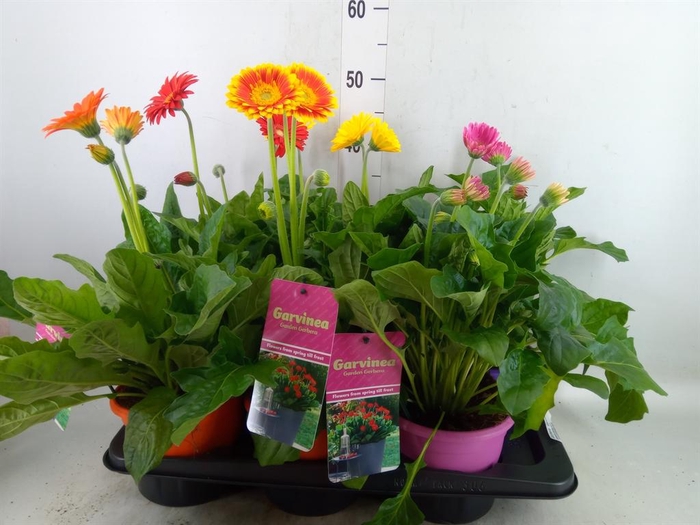 <h4>Gerbera  'Garvinea'   ...mix</h4>