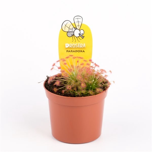 <h4>Drosera paradoxa</h4>