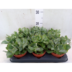 Crassula arborescens subsp. undilat