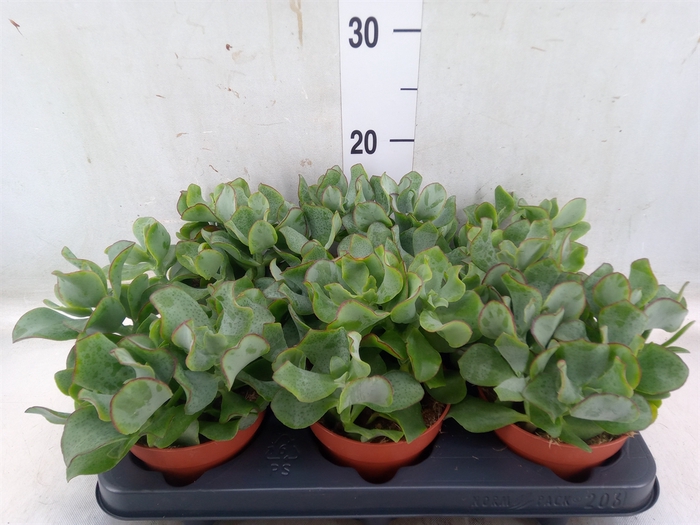 <h4>Crassula arborescens subsp. undilat</h4>