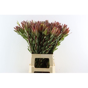 Leucad High Light 70cm