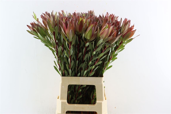 <h4>Leucad High Light 70cm</h4>