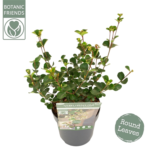 <h4>Viburnum Fairy Stars®</h4>