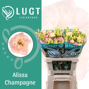 Lisianthus Alissa Champagne 996