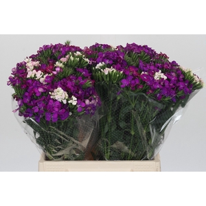 Dianthus Br Gemengd