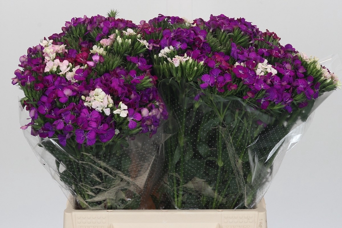 <h4>Dianthus Br Gemengd</h4>