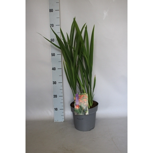 vaste planten 19 cm  Crocosmia Carmine Briljant  Karmijnrood