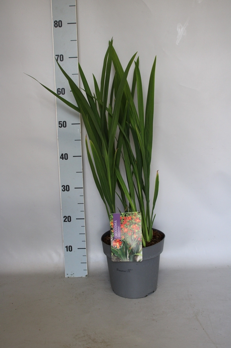 <h4>vaste planten 19 cm  Crocosmia Carmine Briljant  Karmijnrood</h4>