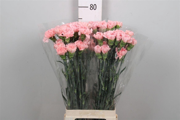 <h4>Di St Ov Rose</h4>