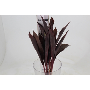 FOLHAGEM DRACENA RUBRA VINHO