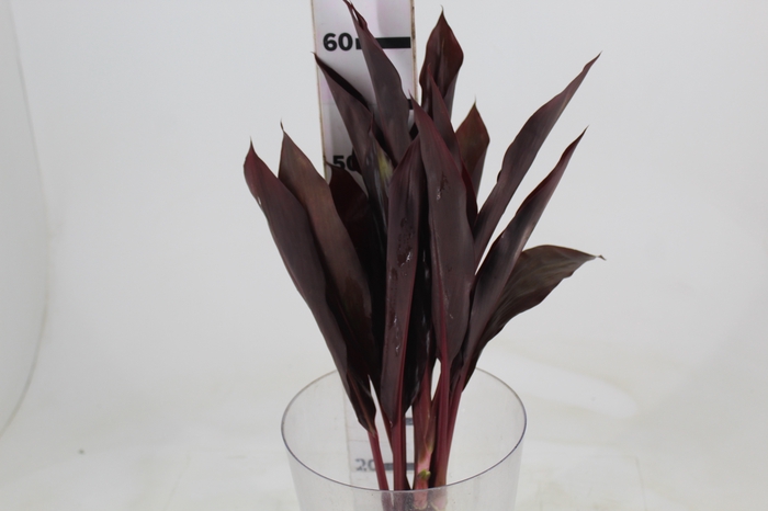 <h4>FOLHAGEM DRACENA RUBRA VINHO</h4>
