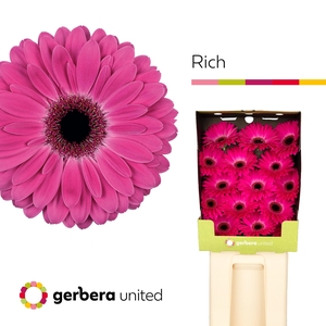 Gerbera Rich Diamond