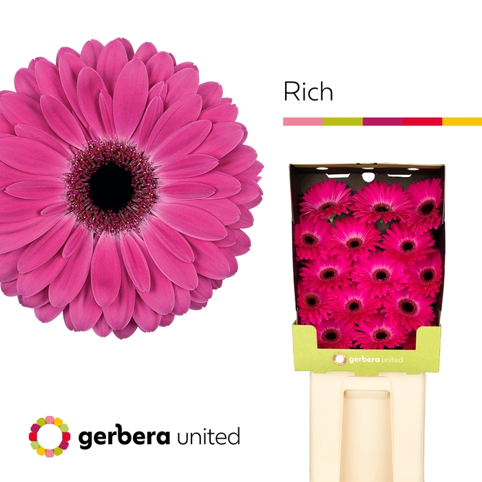 <h4>Gerbera Rich Diamond</h4>