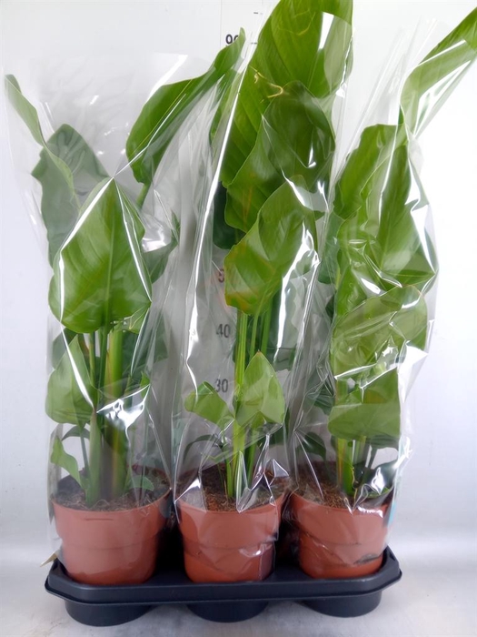 <h4>Strelitzia nicolai</h4>