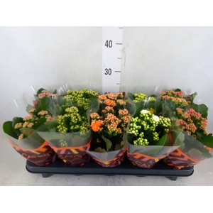 Kalanchoe blos.   ..rosebud mix  5