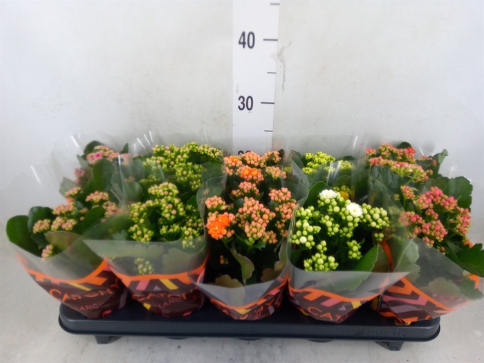 <h4>Kalanchoe blos.   ..rosebud mix  5</h4>
