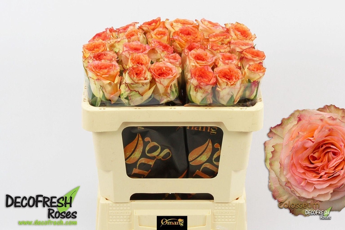 <h4>R Gr Colosseum</h4>