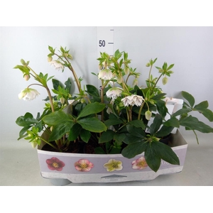 Helleborus ori. 'Verboom Cinderel'