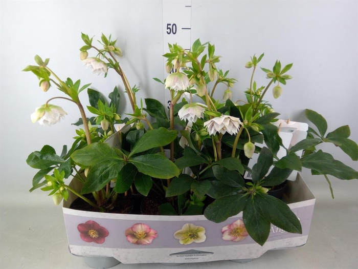 <h4>Helleborus ori. 'Verboom Cinderel'</h4>