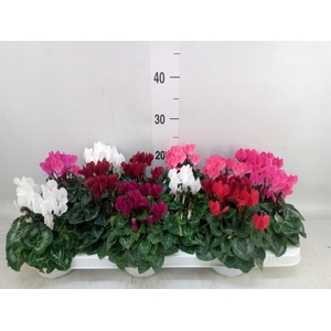 Cyclamen KL 'Verano'