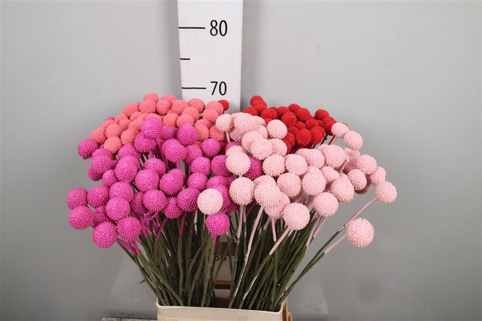 <h4>Cras Klb Love Mix</h4>