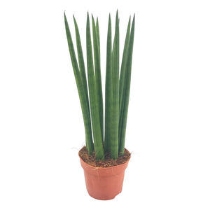 Sansevieria Cylindrica straight 12 cm